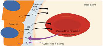 Wat is koolmonoxide vergiftiging?